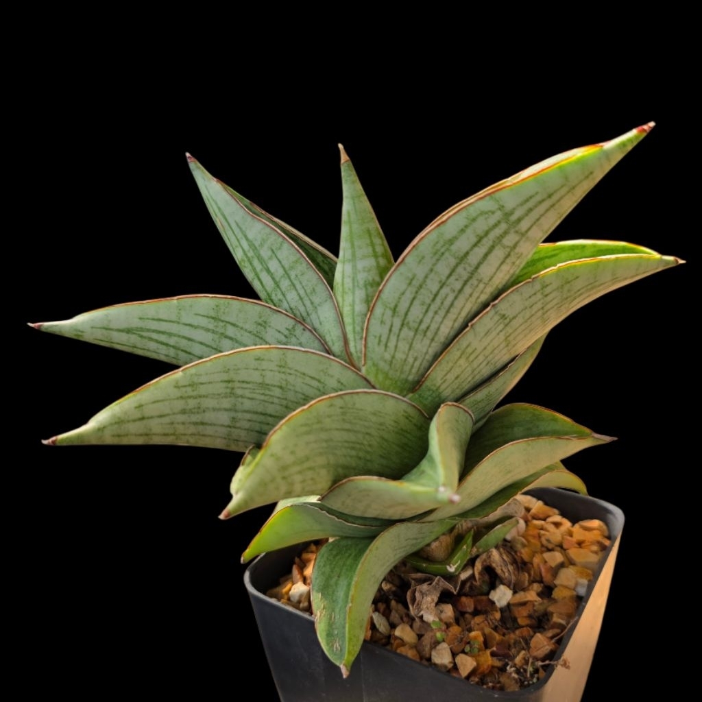 Sansevieria Hobbit. (San004)ฮ๊อบบิท ลิ้นมังกร ไม้ฟอกอากาศ ลูกผสมไทย ส่งแบบล้างราก