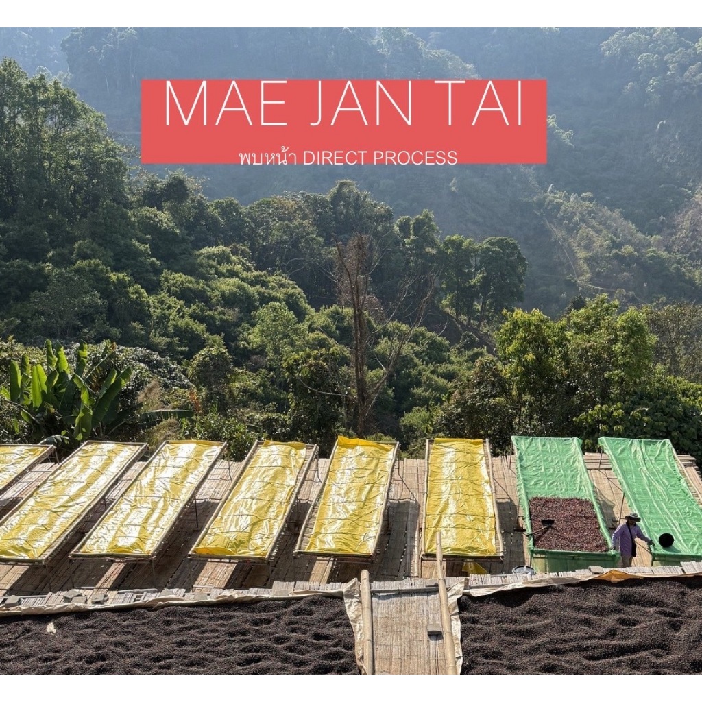 พบหน้า เมล็ดกาแฟ บ้านแม่จันใต้ Baan Mae Jan Tai