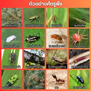 ซูก้าแทป50 (คาร์แทปไฮโดรคลอไรด์) กำจัดหนอนกอ หนอนม้วนใบ หนอนเจาะ หนอนดื้อยา ผีเสื้อตัวบิน (100กรัม)