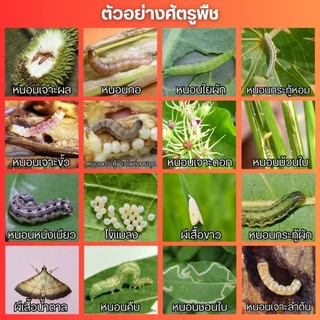 ซูก้าแทป50 (คาร์แทปไฮโดรคลอไรด์) กำจัดหนอนกอ หนอนม้วนใบ หนอนเจาะ หนอนดื้อยา ผีเสื้อตัวบิน (100กรัม)