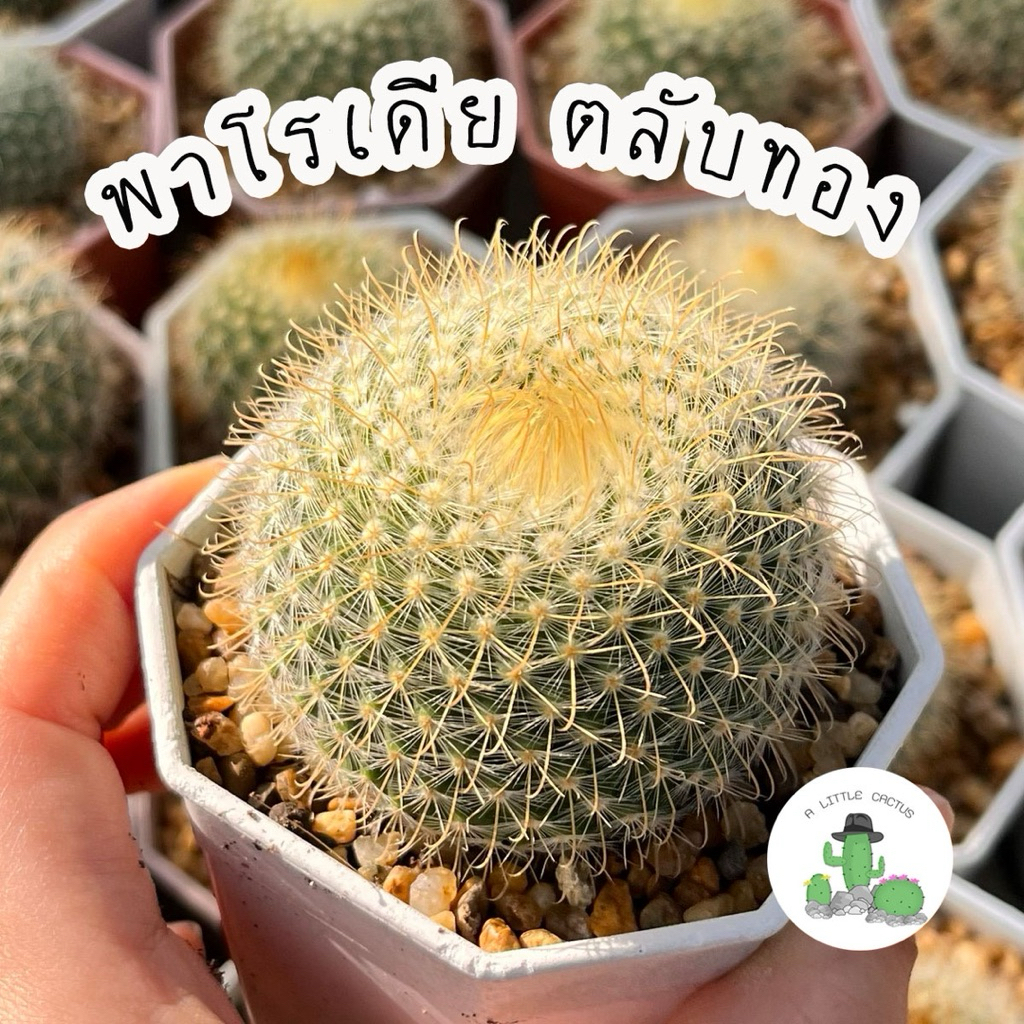 🌵 A Little cactus🌵| ตลับทอง แคคตัส กระบองเพชร