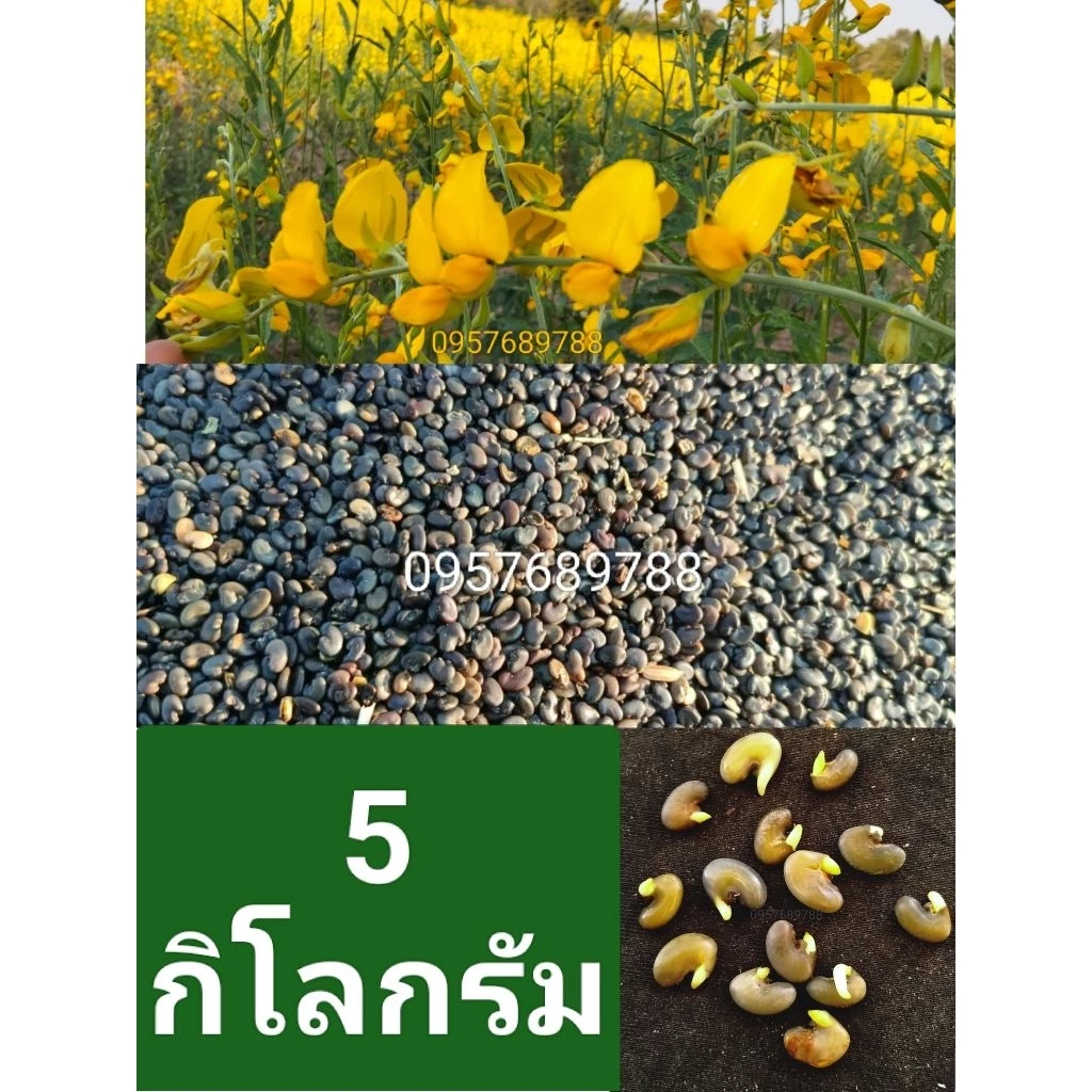 เมล็ดพันธุ์ปอเทือง5กิโลกรัมปี2569งอกดี