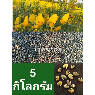 เมล็ดพันธุ์ปอเทือง5กิโลกรัมปี2569งอกดี