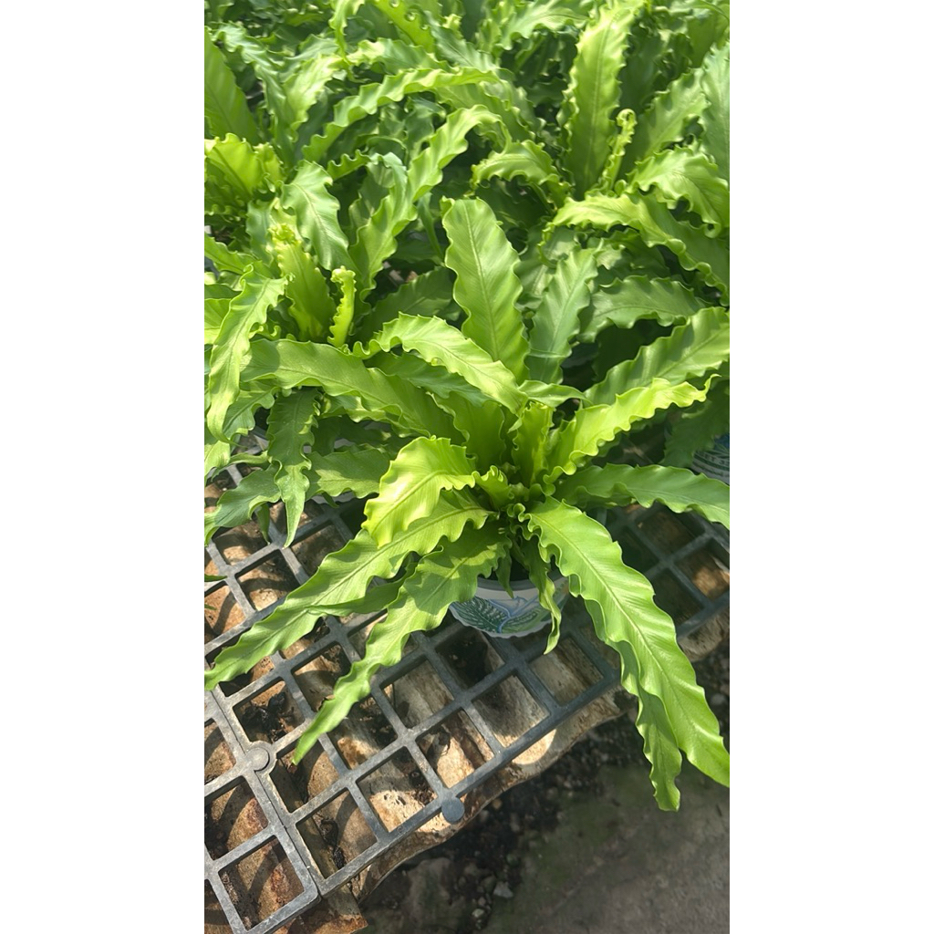 เฟิร์นโอซาก้า (Fern Asplenium Osaka) แต่งบ้าน แต่งอาคารสวยในอาคารบ้านค่าเฟ่