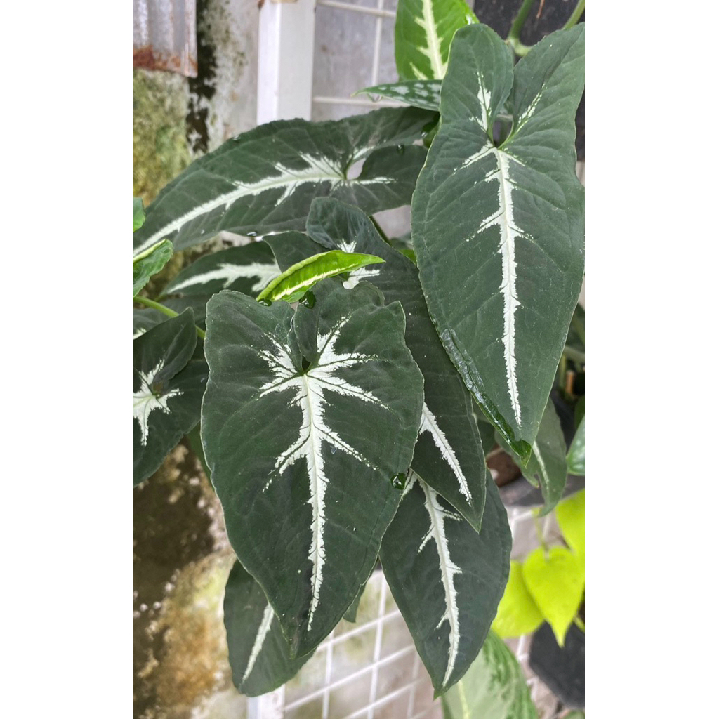 ต้นออมเพชร  Syngonium Wendlandii  ไม้มงคล