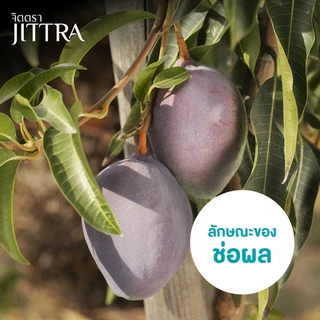 จิตตรา ต้นพันธุ์มะม่วงไข่พระอาทิตย์ เออร์วิน ไทโยโนทามาโกะ เสียบยอดสูง 60-80 ซม. โตไว ให้ผลเร็ว