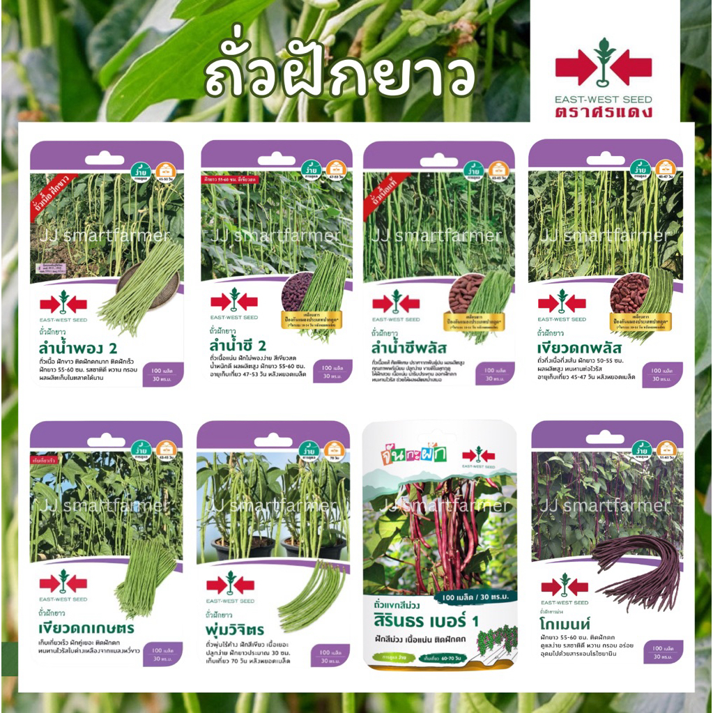 เมล็ดถั่วฝักยาว (แบบซอง)ตราศรแดง ลำน้ำพอง 2,ลำน้ำชี 2,พุ่มวิจิตร,เขียวดกเกษตร,สิรินธร เบอร์1 ,โกเมนท์