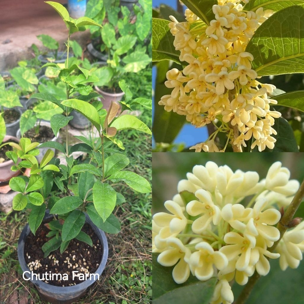 ต้นหอมหมื่นลี้ หรือ ดอกกุ้ยฮวา (Osmanthus fragrans) สีเหลืองนวล (ส่งทั้งกระถาง 8 นิ้ว)