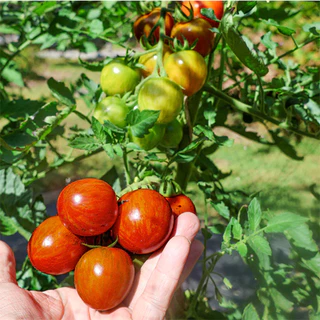 เมล็ดนำเข้า มะเขือเทศเชอรี่ รสเยี่ยม ลายริ้ว Honey Bee (Organic F1) Cherry Tomato พันธุ์ลูกผสม ปันอินทรีย์