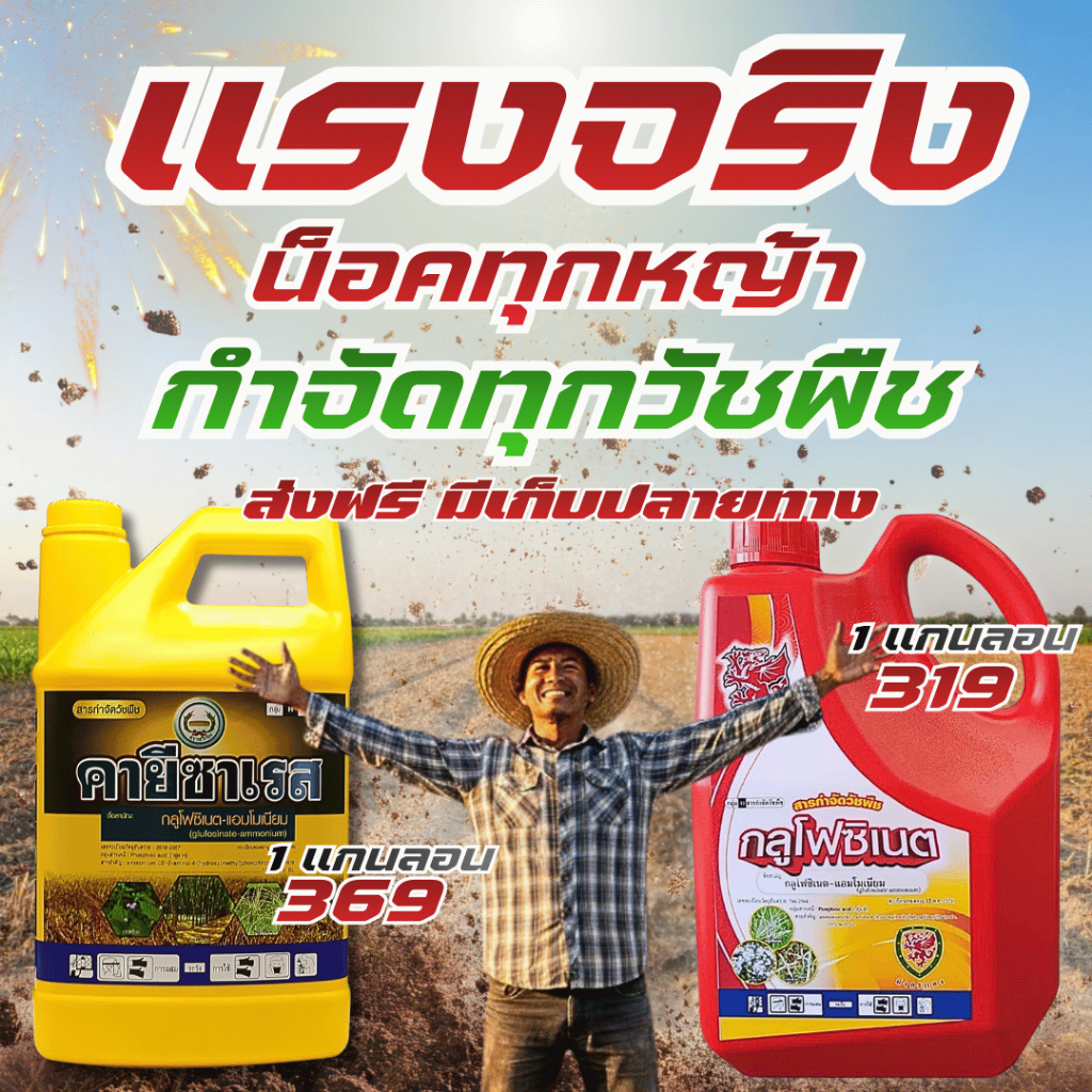 คายีซาเรส กลูโฟชิเนส-แอมโมเนีย15% (1แกลลอน)ใช้ได้ทั้งพืชใบแคบและพืชใบกว้าง ออกฤทธิ์ไว