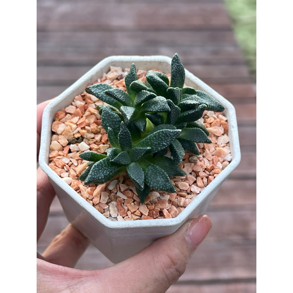 Aloinopsis acuta ไม้อวบน้ำ succulant กุหลาบหิน กระบองเพชร แคคตัส