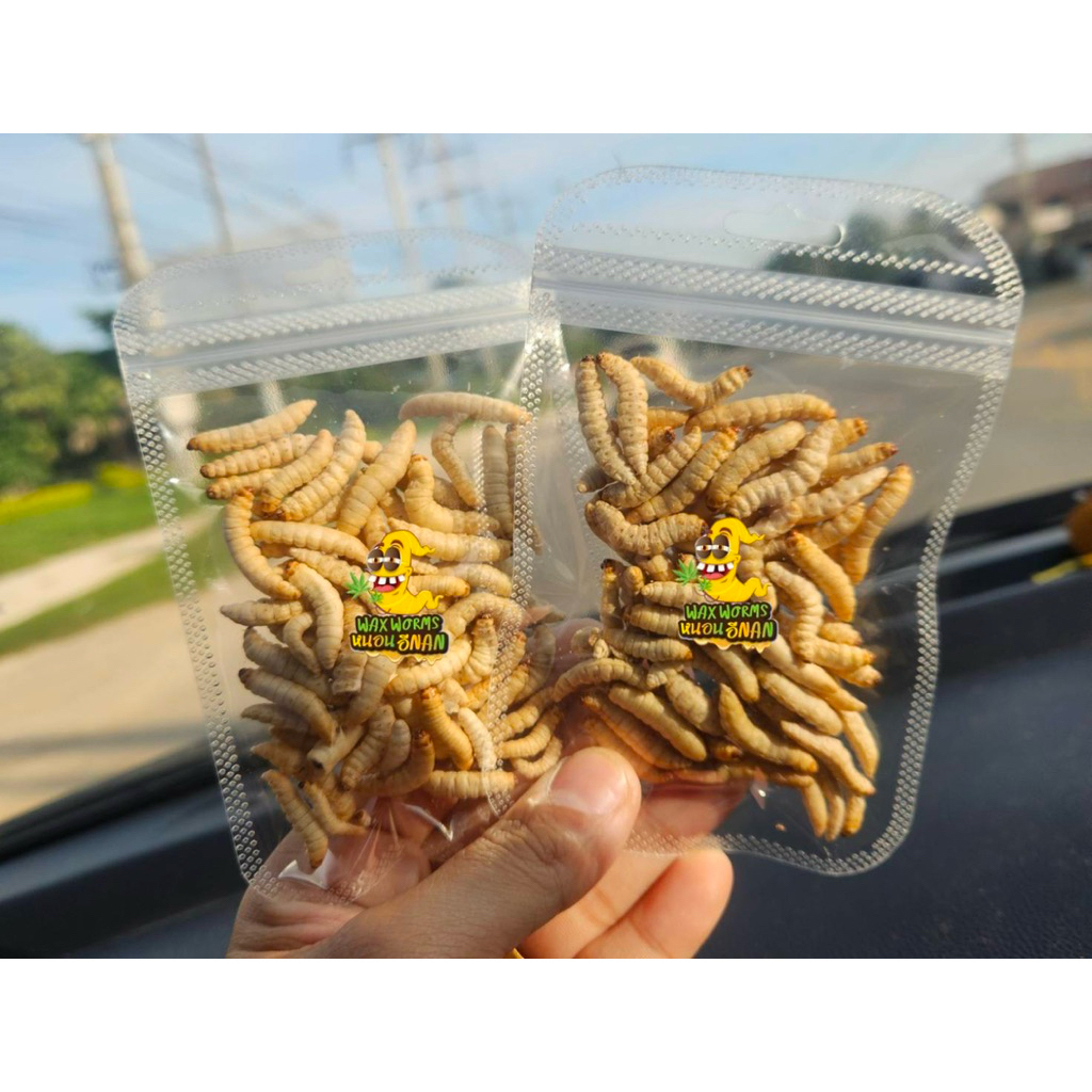หนอนแว๊กซ์ฟรีซดราย 10 กรัม สำหรับชูการ์ เม่นแคระ ลิง กระรอก แฮมสเตอร์ บุชเบบี้