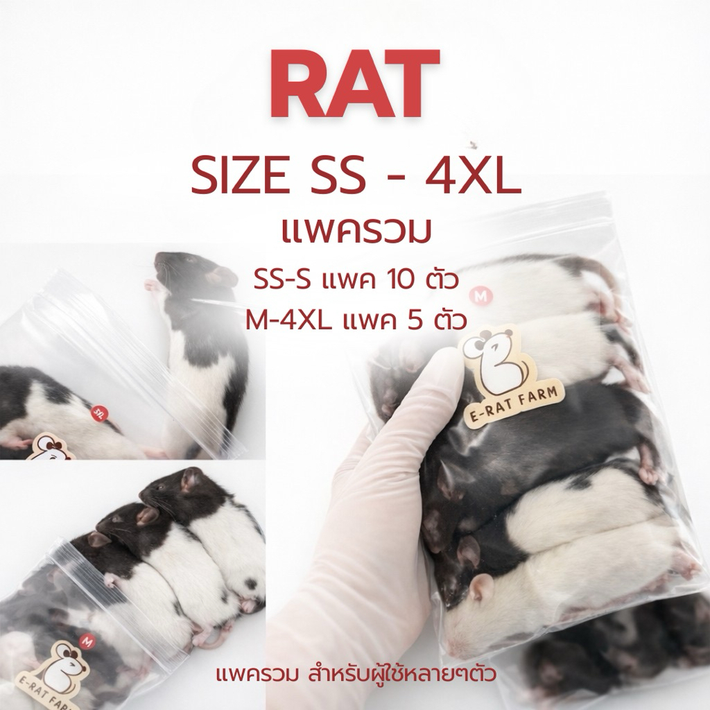 หนูแช่แข็ง RAT🐀Size ss-4XL แพค 5-10 ตัว | E-Rat Farm อาหารงู มาตรฐานฟาร์มที่ขายมานาน7 ปี