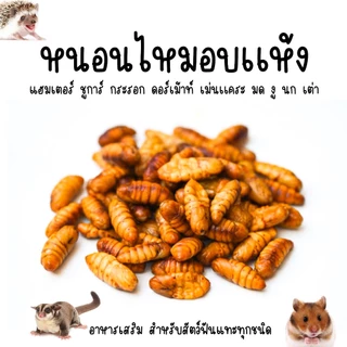 Mix แมลงอบเเห้ง แมลงรวม อาหารเเฮมเตอร์ ชูการ์ เม่นเเคระ กระรอก กิ้งก่า แพรี่ด๊อก เเละสัตว์อื่นๆ (แบ่งขายกะปุกทดลอง)