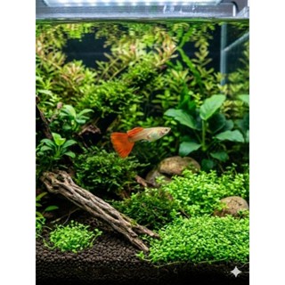 Albinofullred อัลบิโน่ฟลูเรด เพิ่มความสวยในอ่างและตู้ปลา