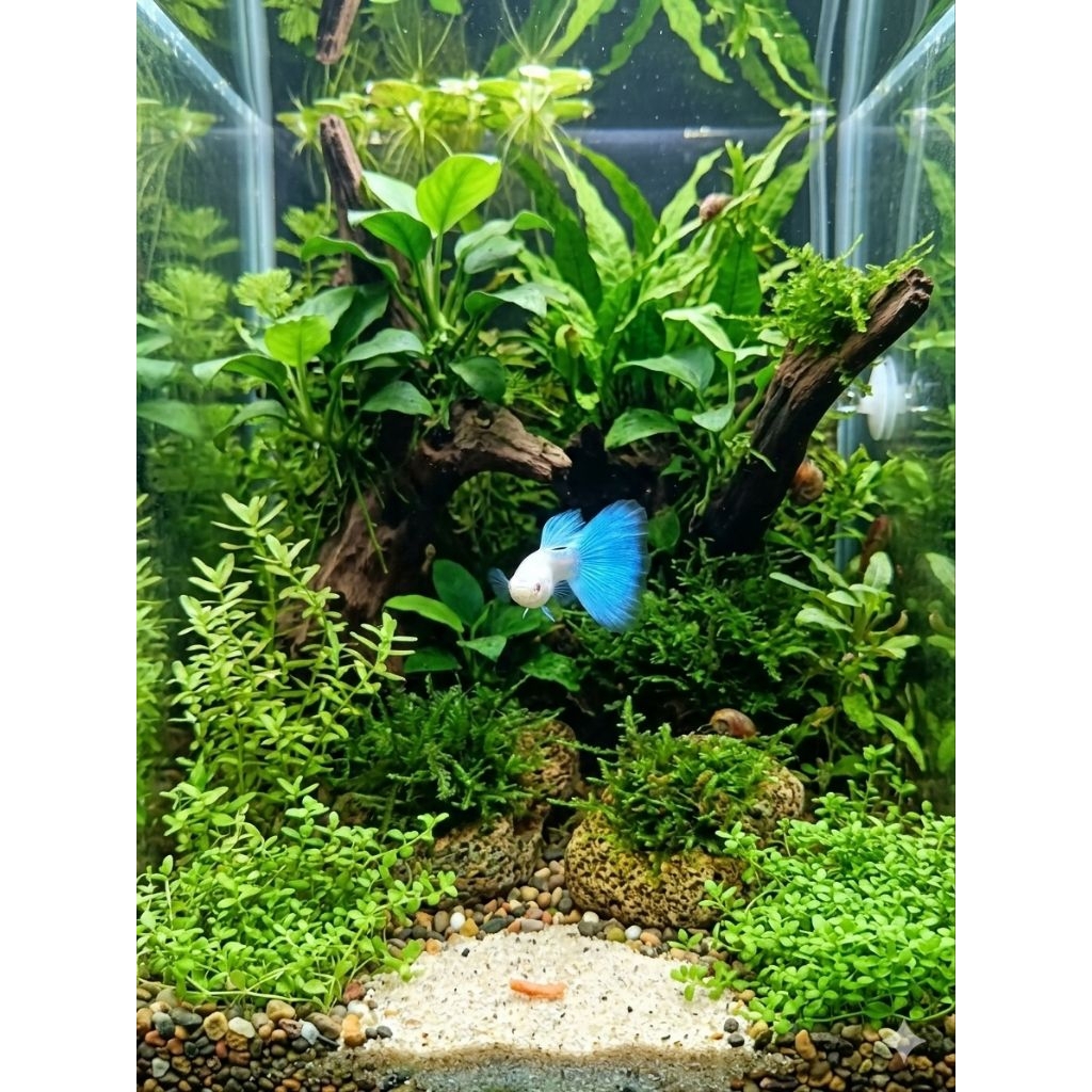 อัลบิโน่บลูเทล~Albino Blue tail-สำหรับตกแต่งตู้ปลาหรืออ่างบัว