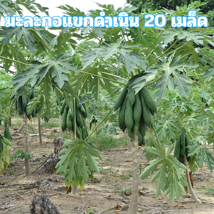 เมล็ดพันธุ์มะละกอแขกดำเนิน 20 เมล็ด