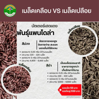 เมล็ดพันธุ์ผักสลัด บัตเตอร์เฮดแดง พันธุ์แพนโดล่า ( ขนาด 0.25 กรัม ) ( เมล็ดเปลือย ) รหัสสินค้า 3015