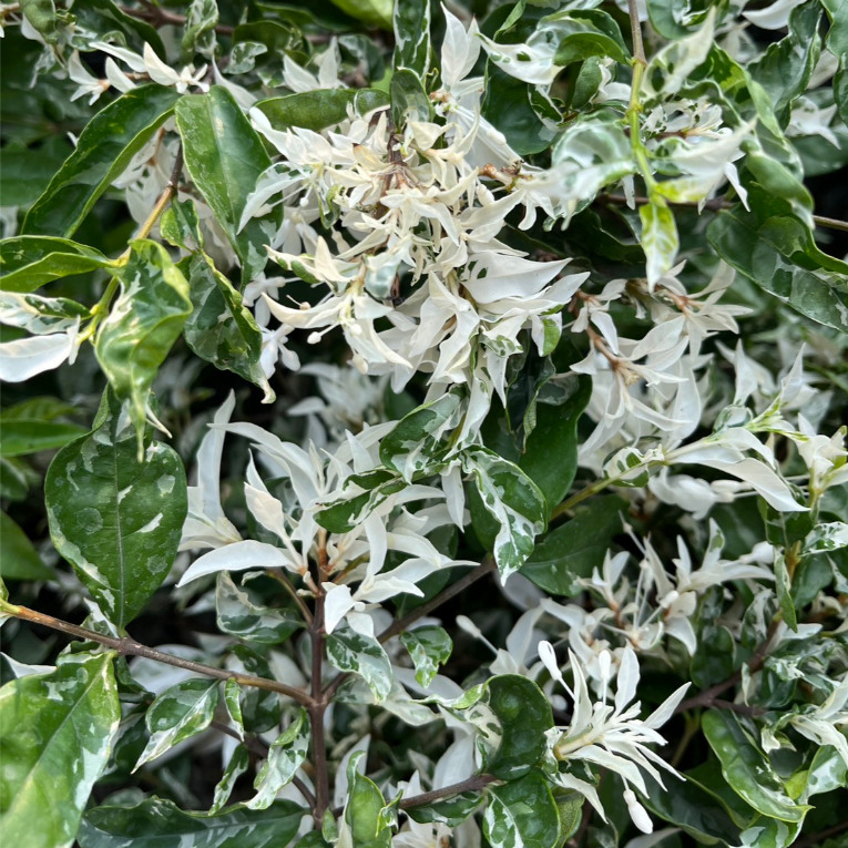 ต้นโมกด่าง โมกด่างขาว ไม้ยอดนิยม ทรงพุ่มใบขาวสลับเขียวสวยมาก  Wrightia religiosa Variegata