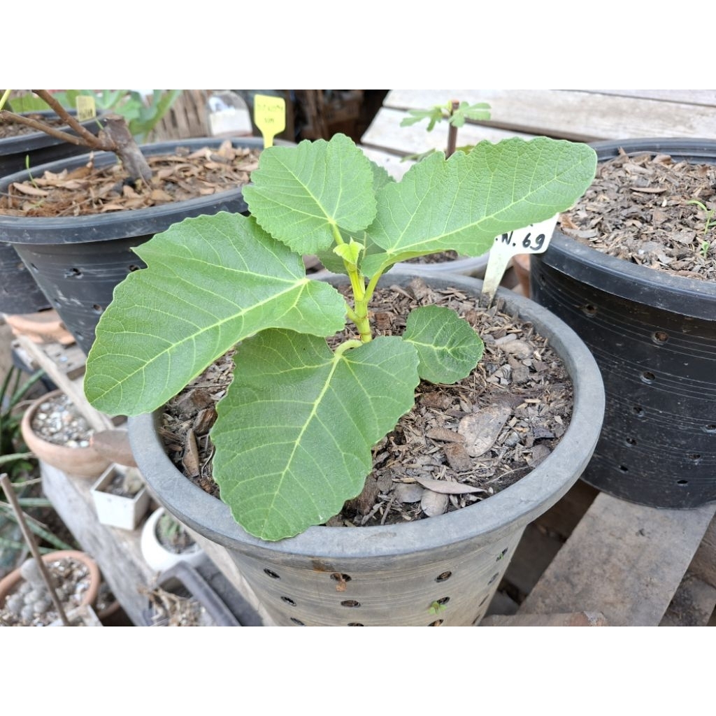 Bordissot Negra Rimada (BNR) มะเดื่อฝรั่ง