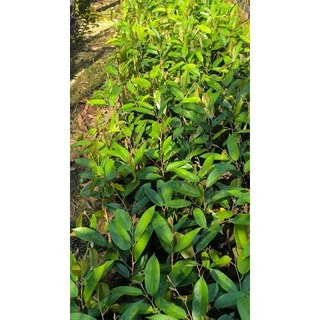 ต้นทุเรียนหมอนทองจันทบุรี(เสียบยอด)​🍁ถุงเบอร์7🍁ซื้อ10ต้นแถม1​ต้น(สั่งซื้อขั้นต่ำ 4 ต้น)