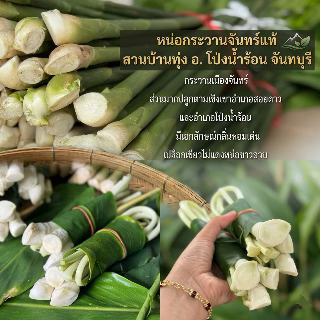 หน่อกระวานตัดสดกระวานเมืองจันท์ สำหรับประกอบอาหาร หน่อเขียวไม่ติดแดง