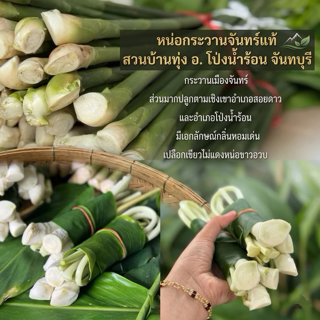 หน่อกระวานตัดสดกระวานเมืองจันท์ สำหรับประกอบอาหาร หน่อเขียวไม่ติดแดง