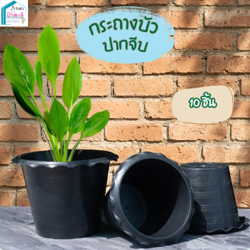 กระถางบัว ปากจีบ ขนาด10นิ้ว 12นิ้ว สีดำ