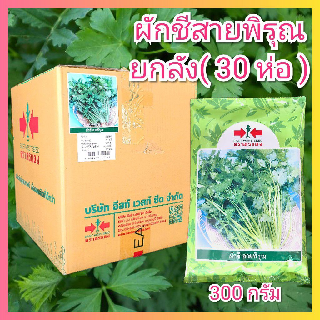 ยกลัง 30 ห่อ เมล็ดผักชี สายพิรุณ ตราศรแดง 300 กรัม เมล็ดพันธุ์ผักชี ผักชี