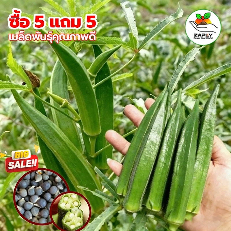 【ซื้อ 5 แถม 5】กระเจียบฝักเขียวพวงดก ซองละ 70 เมล็ด คัดพิเศษทุกเมล็ด เมล็ดพันธุ์แท้