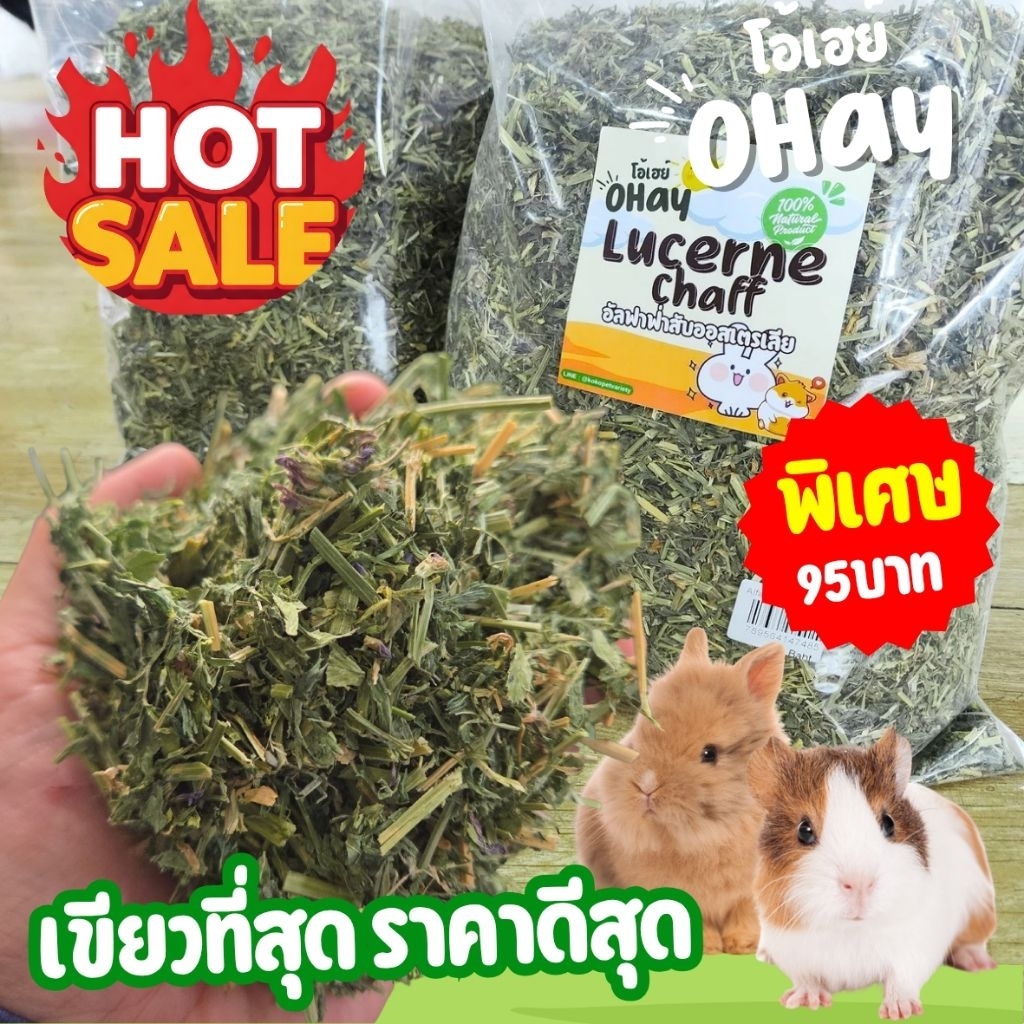 🔥 Ohay อัลฟาฟ่าสับ 95 บาท เขียวมากใบเยอะ🔥ไม่เขียวคืนเงินร่อนฝุ่น ล้อตใหม่ อัลฟาฟ่าสับพรีเมียมนำเข้าจากออสเตรเลีย