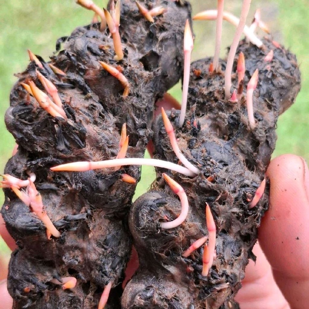 จัดโปร เหง้าบัวแดง บัวกินสาย บรรจุ 3 กิโล พันธุ์บัวแดงคละไซส์คัดคุณภาพ