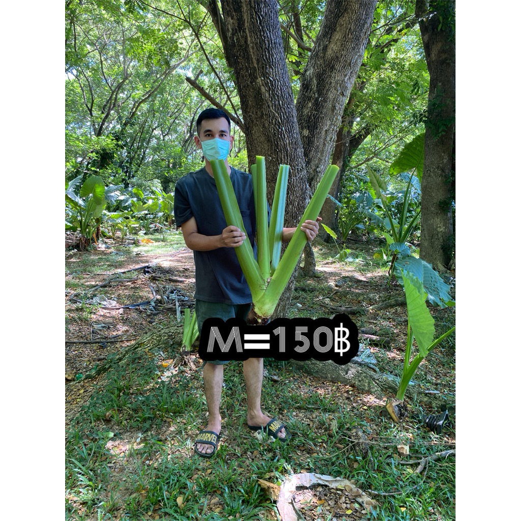 บอนกระดาษยักษ์M 1แถม1