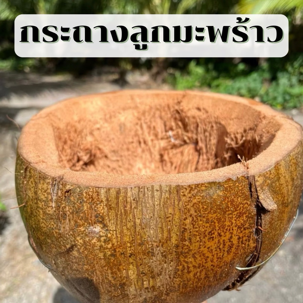 กระถางลูกมะพร้าว กระถางปลูกกล้วยไม้แบบครึ่งลูก