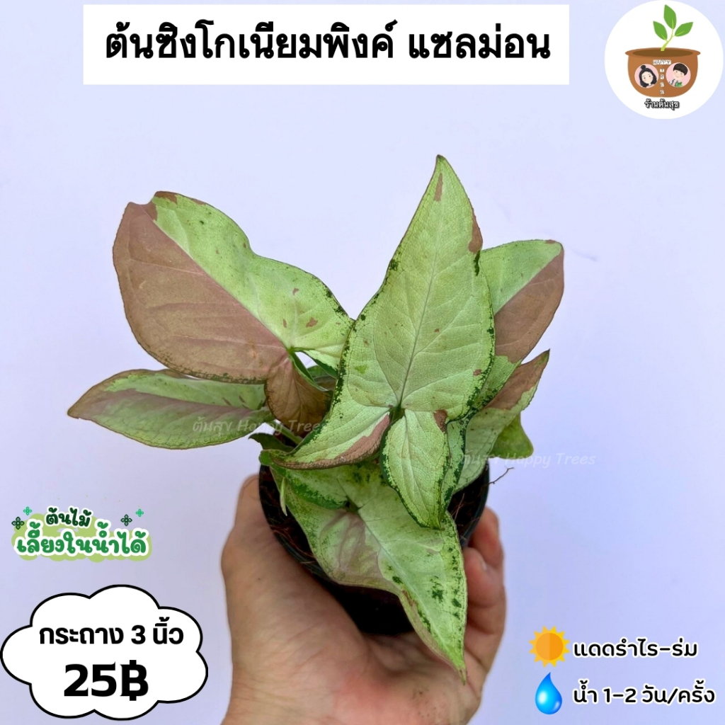 ต้นซิงโกเนียม พิงค์แซลมอน จัดส่ง 2 ต้นขึ้น คละต้นอื่นได้