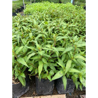🌿 ต้นผักแพรว ปลูกง่าย โตไว เก็บกินได้ตลอด 🌿 ถุงดำ 4 นิ้ว