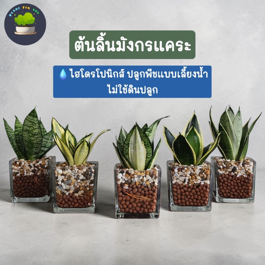 💤ต้นลิ้นมังกรแคระหลายสายพันธุ์ ปลูกเลี้ยงน้ำไฮโดรโปนิกส์ (ต้นไม้ฟอกอากาศ)