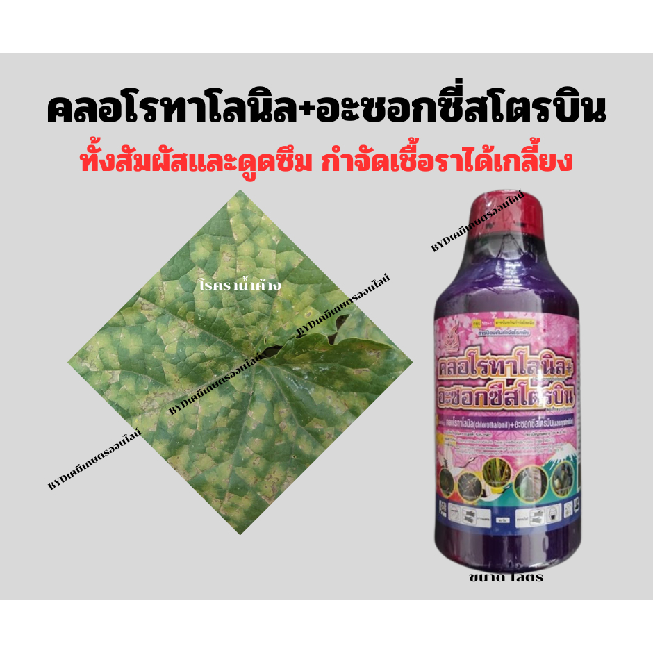คลอโรทาโลนิล+อะซอกซีสโตรบิน (ล้างรา) ขนาด1ลิตร  ทั้งดูดซึมและสัมผัส กำจัดเชื้อราได้หลากหลายชนิด สูตรเย็น2พลังบวก