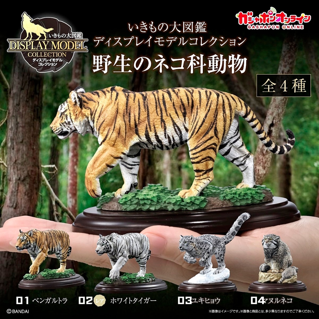 (มีของพร้อมส่ง) กาชาปองเสือ เสือดาวหิมะ แมวพัลลัส Gashapon Bandai Premium Wild Canines Tiger Snow Leopard Pallas's Cat