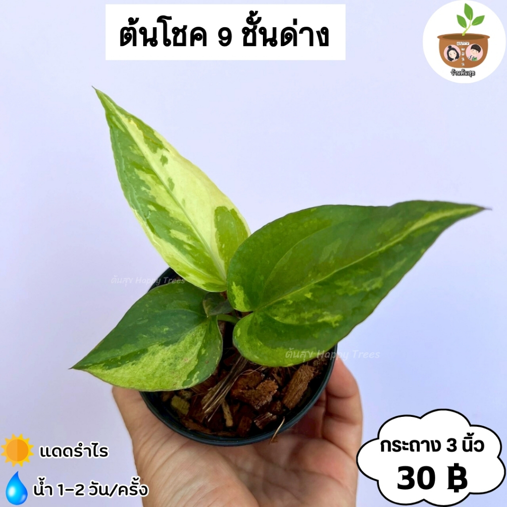 ต้นโชค 9 ชั้นด่าง จัดส่ง 2 ต้นขึ้นไป คละกับต้นอื่นได้