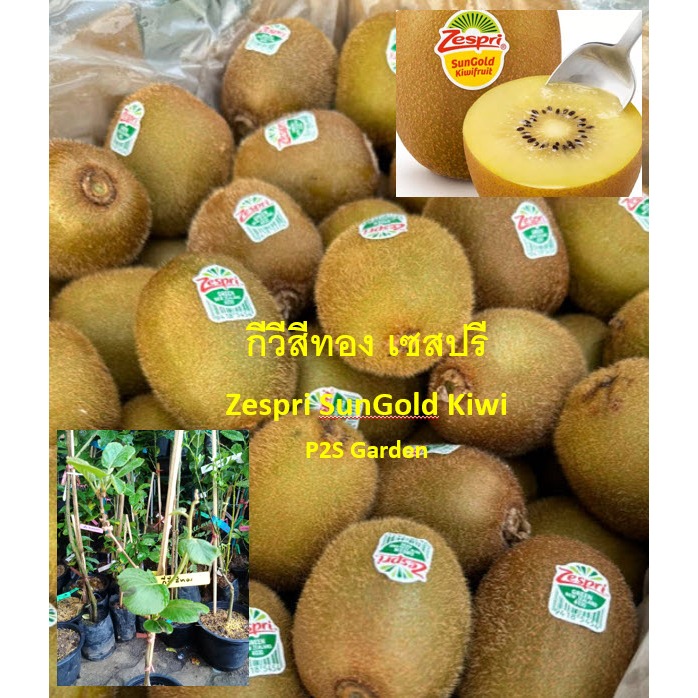 ต้นกีวี กีวีสีทอง เซสปรี Zespri SunGold Kiwi ต้นจากกิ่งตอน เนื้อสีเหลืองทอง รสชาติหวานฉ่ำ กลิ่นหอม
