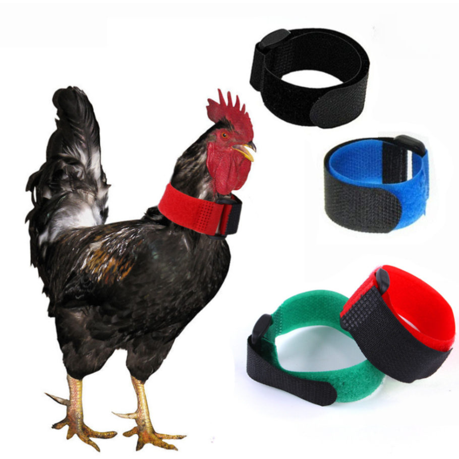 PP-3801 ปลอกคอไก่สีสันน่ารัก Chicken Collar ปรับขนาดได้ ใส่สบาย ไม่ระคายผิว พร้อมส่ง 🐔💖