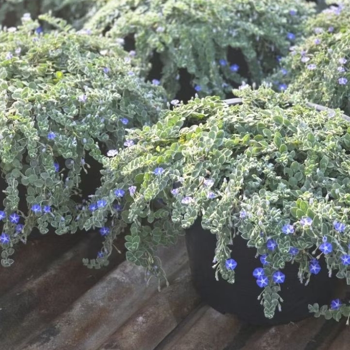 ใบต่อก้าน มอนิ่งกลอรี่  ต้นไซต์จัมโบ้  11 นิ้ว ถ่ายจากภาพจริง #Wild ground #morning glory อ่านเงื่อน