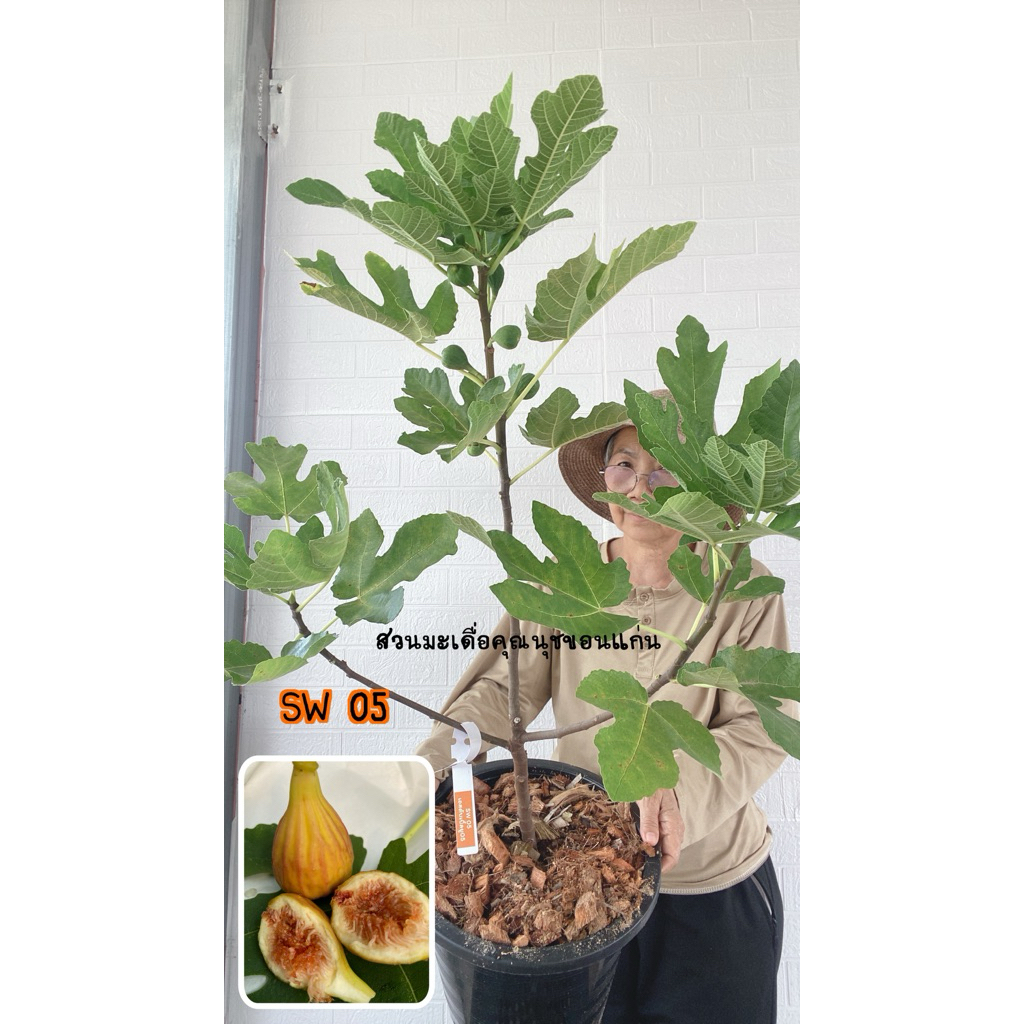 ต้นมะเดื่อฝรั่งขนาดใหญ่ผลสีส้ม sw05 กระถาง12“ /12”sw05 figs tree