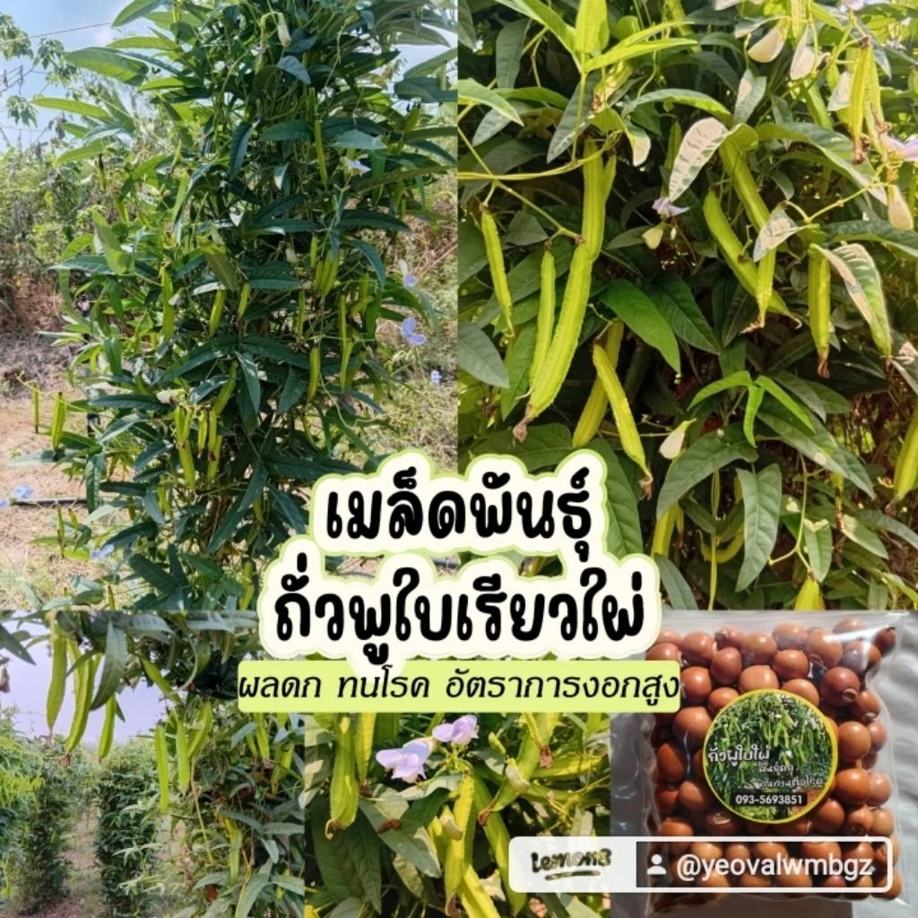 เมล็ดพันธุ์ถั่วพูใบไผ่ทนทานต่อลูกพันธุ์ดก 50 เมล็ด 69 บาทพันธุ์ดกทนทานต่อโรคซื้อ 2 แถม 1
