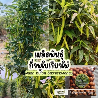 เมล็ดพันธุ์ถั่วพูใบไผ่ทนทานต่อลูกพันธุ์ดก 50 เมล็ด 69 บาทพันธุ์ดกทนทานต่อโรคซื้อ 2 แถม 1
