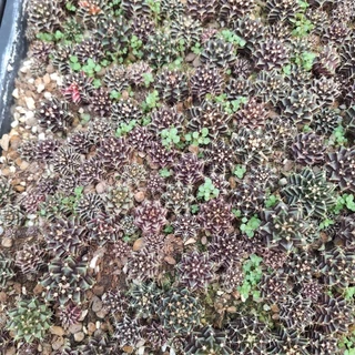 กระบองเพชร (Cactus) ยิมโน เขียว/อมม่วง/อมน้ำตาล (เชื้อด่าง) ส่งแบบเปลือยราก ไม่มีกระถาง