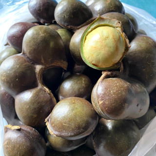 ลูกเนียงแก่ ลูกเนียงสด **เน้นว่าแข็ง**  กรอบ มัน (น้ำหนัก 1 …