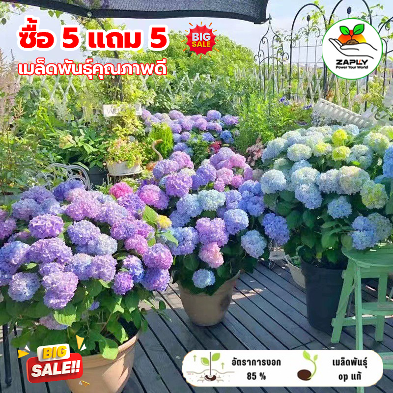 【ซื้อ 5 แถม 5 ฟรี】20 เมล็ด เมล็ดพันธุ์ดอกฮอดเทนซ์ บานตลอดปี ทนหนาว ปลูกได้ทั้งในร่ม บานหน้าต่าง และสว