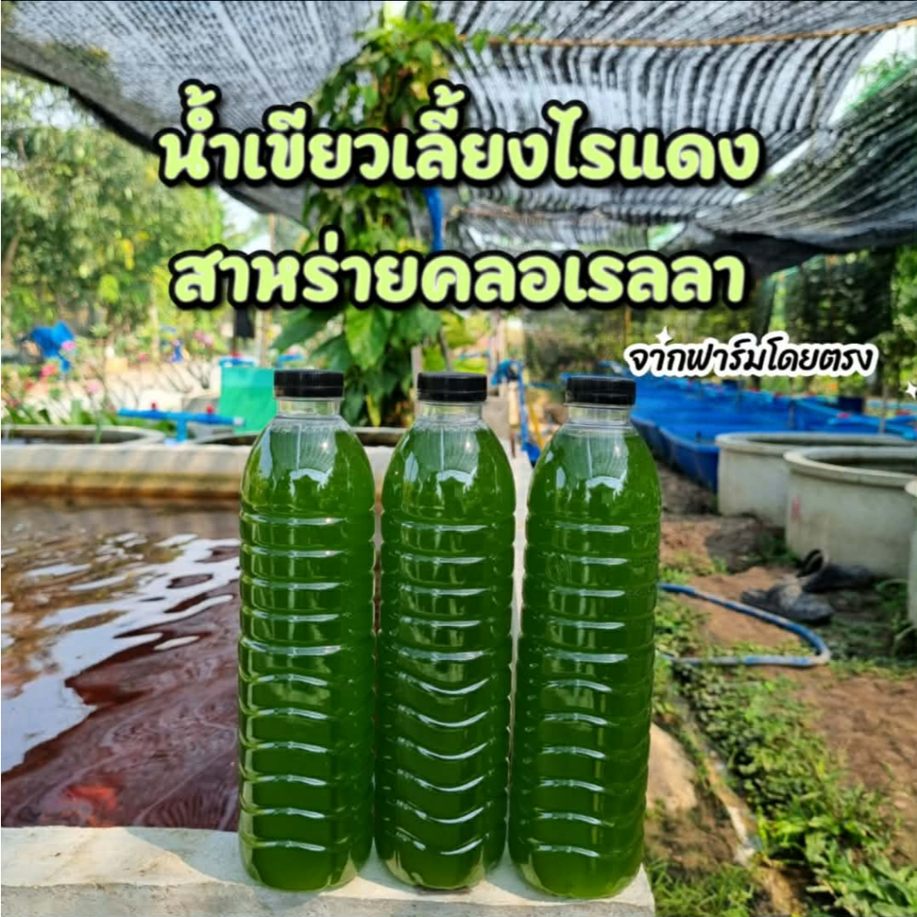หัวเชื้อน้ำเขียว สาหร่ายคลอเรลลา100% เพาะเลี้ยงไรเเดง